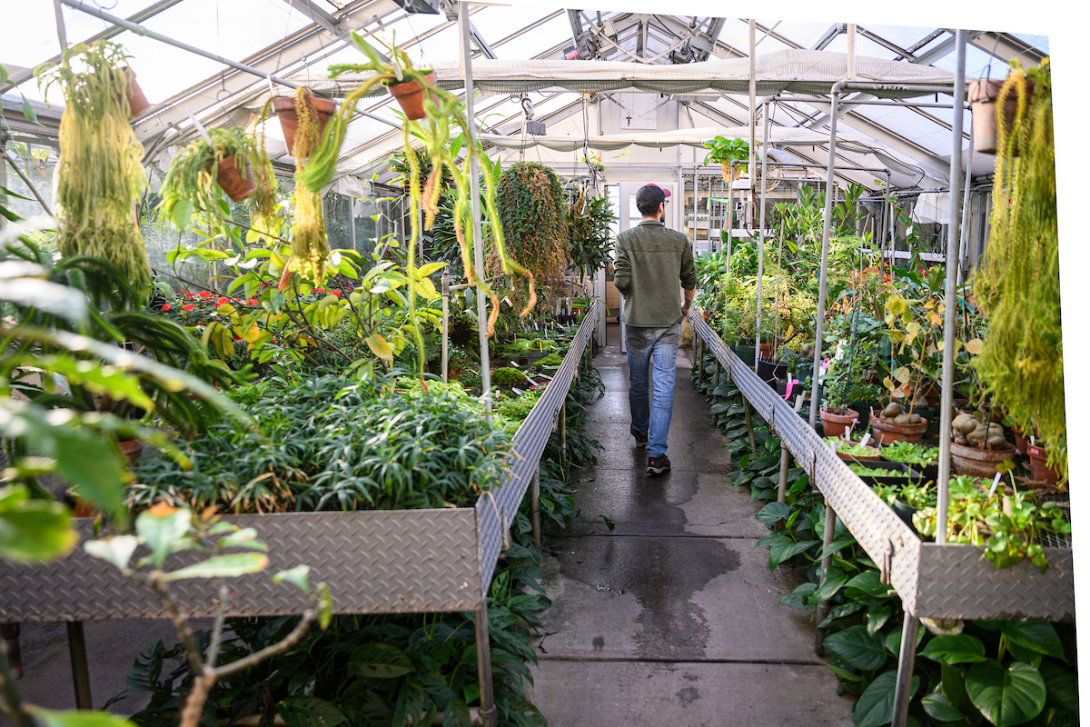 Someone walks away from the camera and down the aisle of a greenhouse filled with plants.