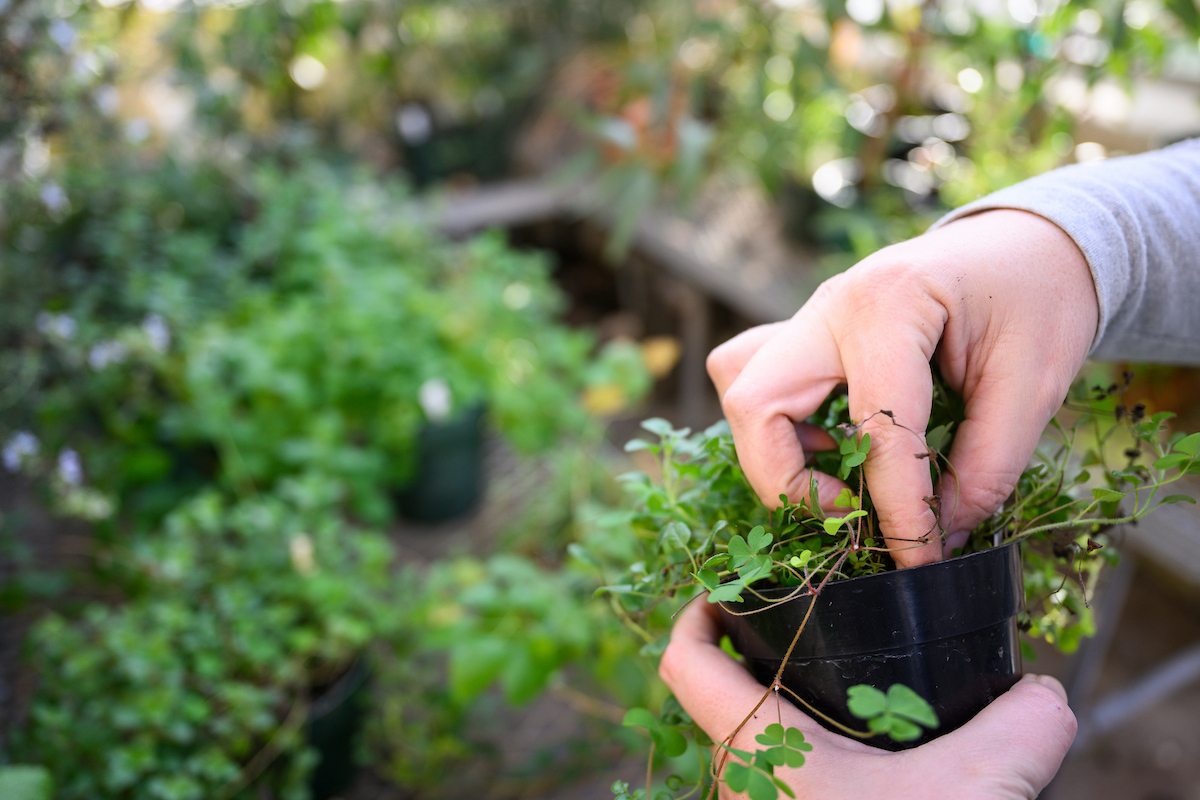 Hands holds a plant in one hand while probing the dirt around it with another, inspecting it. Behind it are other potted plants in a greenhouse.