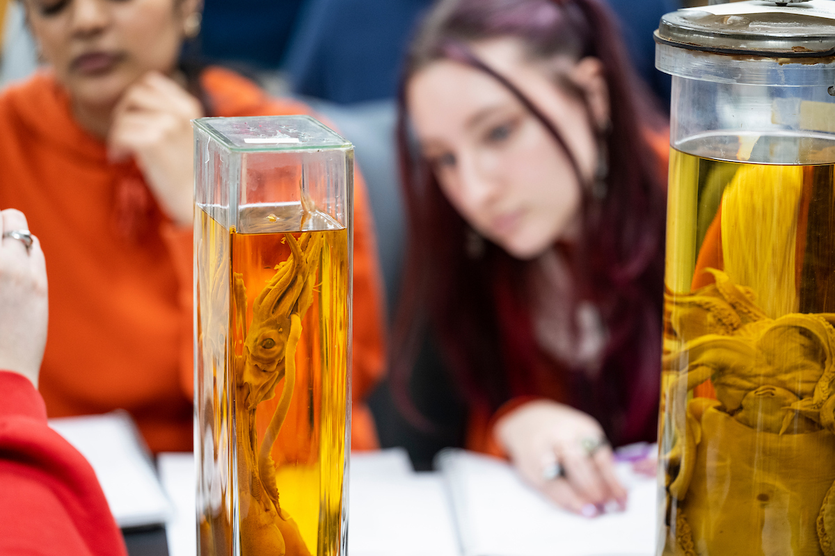 Two tall containers in the foreground contain wet specimen of marine invertebrates suspended in a yellow liquid. Two students in the background are out of focus but peering around at the specimens in front of them.