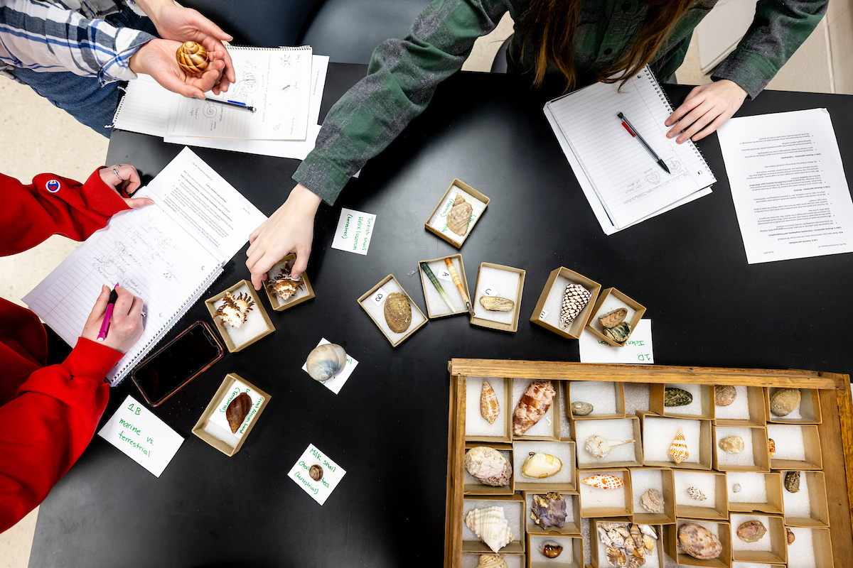 An aerial view of a black top lab table as three sets of hands reach for shells of various sizes shapes adn shades of brown orange and white kept in individual boxes lined with styrofoam. There are worksheets and spiral notebooks with notes along the table too.