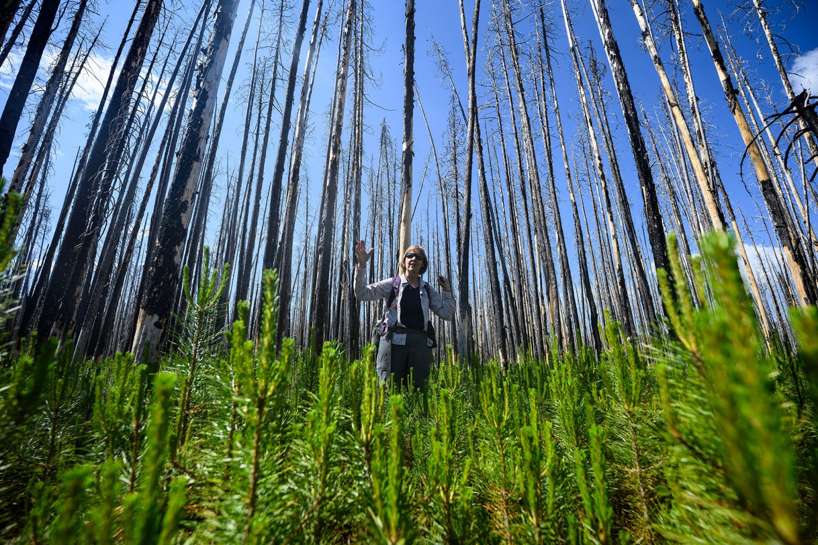 A person stands in a forest of knee-high pine trees, surrounded by towering, burnt tree trunks.