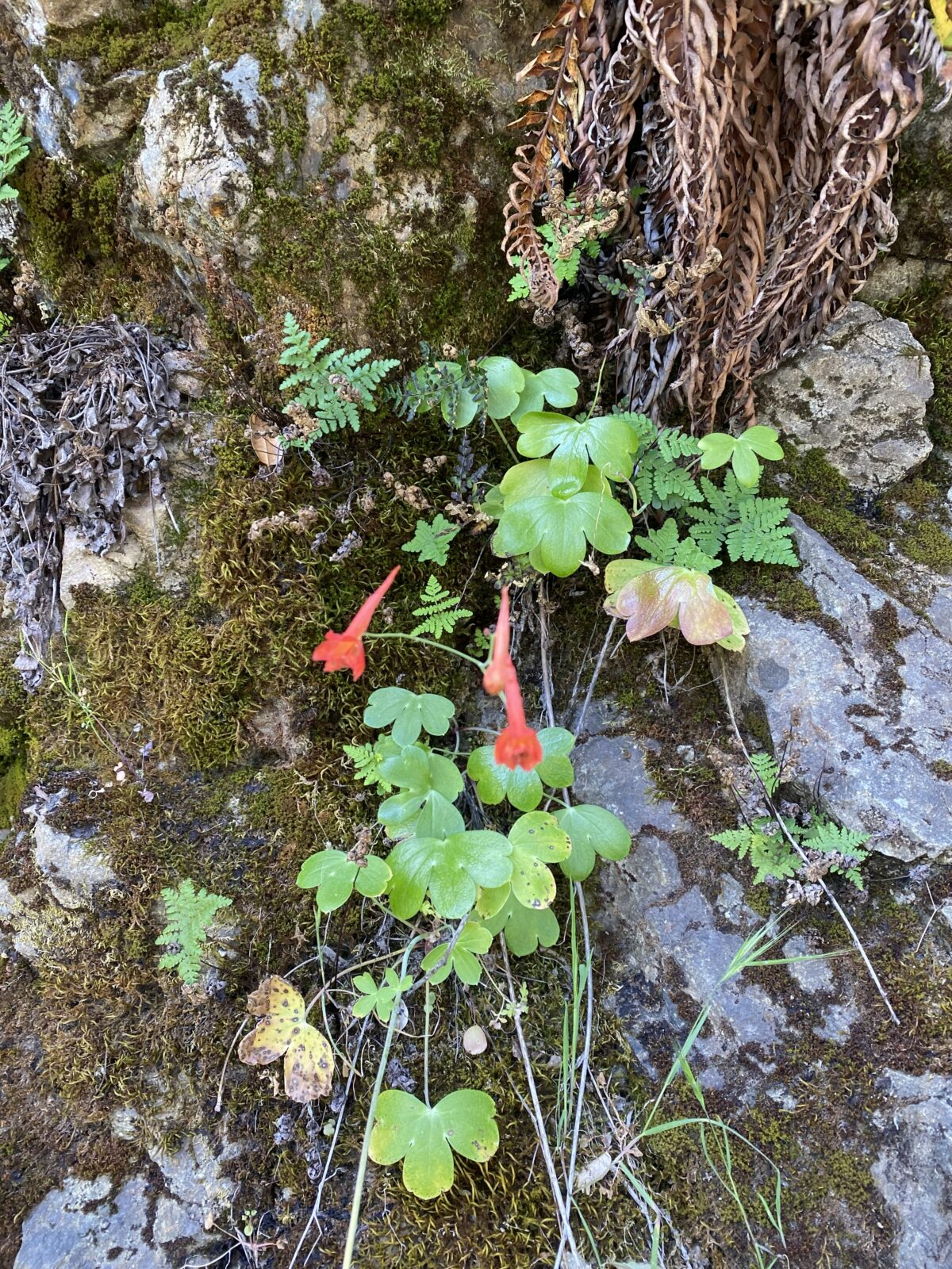 A photo of a small orange-red flower growing between moss covered rocks.