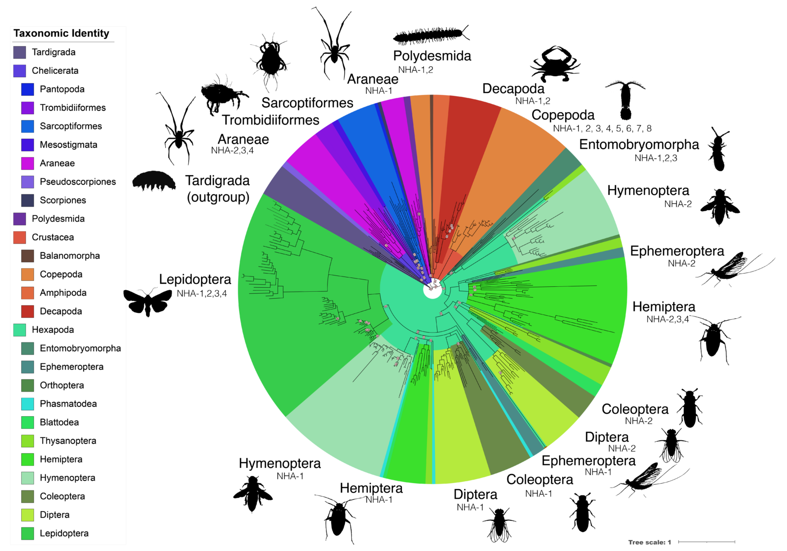 A round philogenetic tree of various invertebrate species.