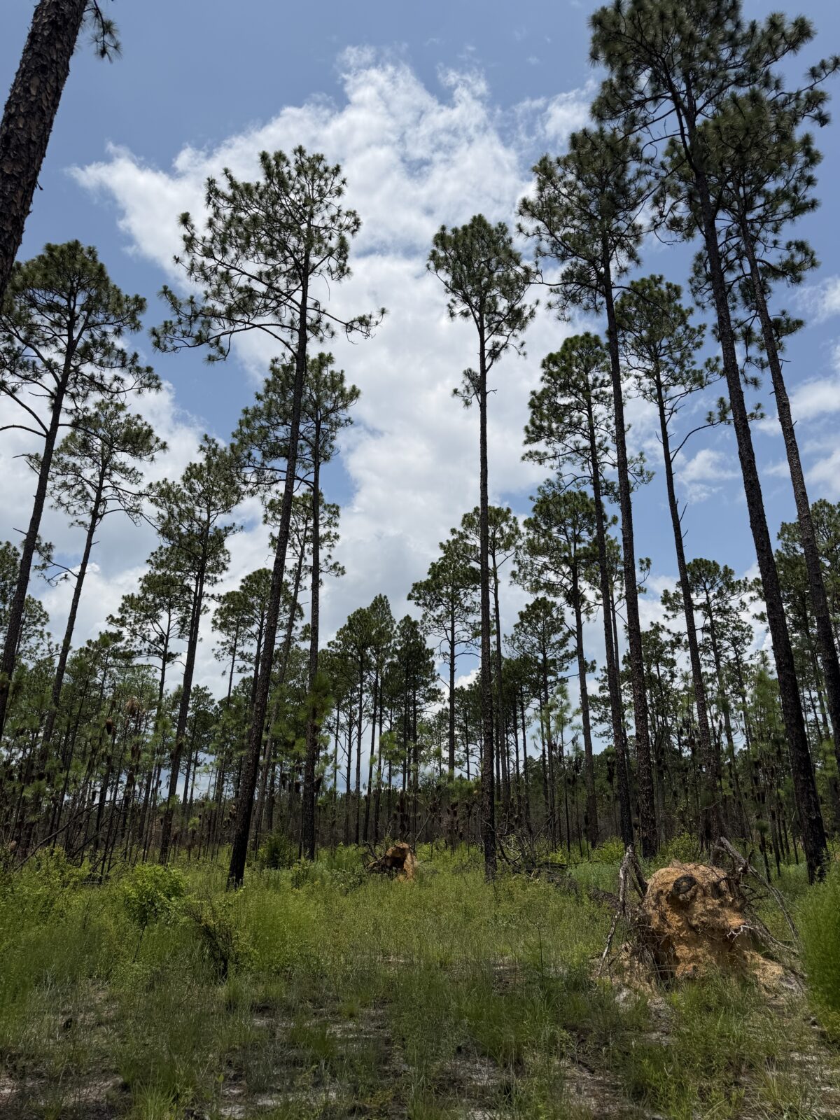 A photo of tall pine trees