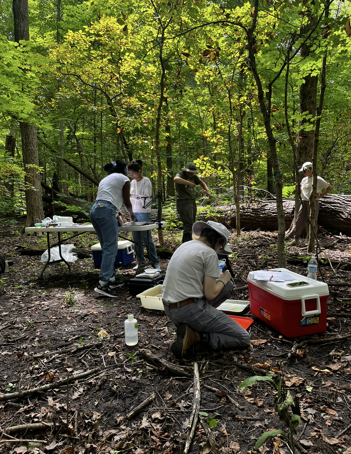 A photo of people at picnic tables in the woods processing specimen and collecting data.