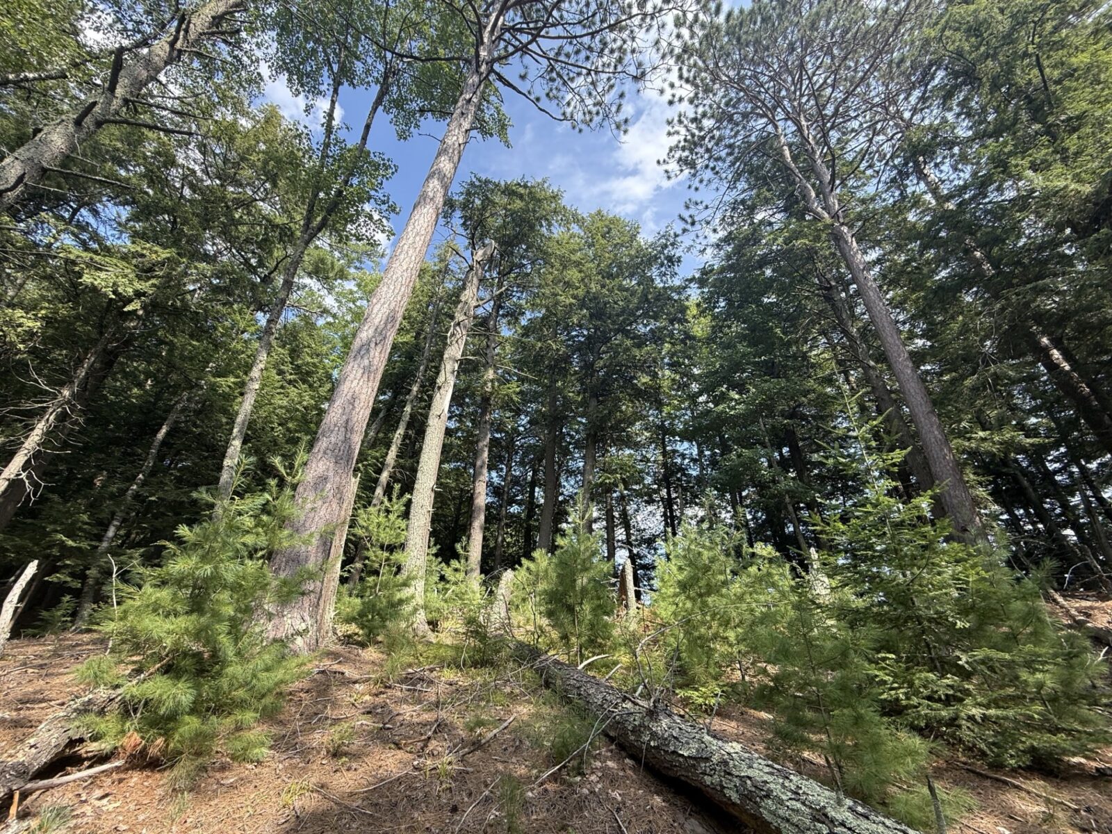 A photo take from a low angle of a forest including small pine trees.