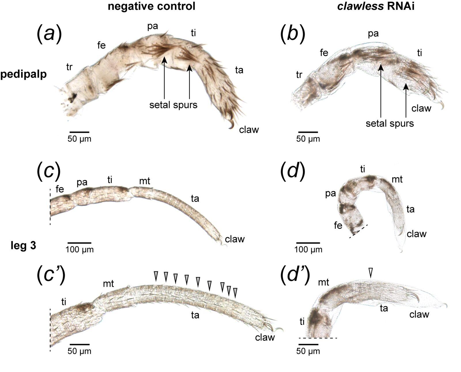 An academic figure illustration denoting various parts of a spider leg under different gene expression.