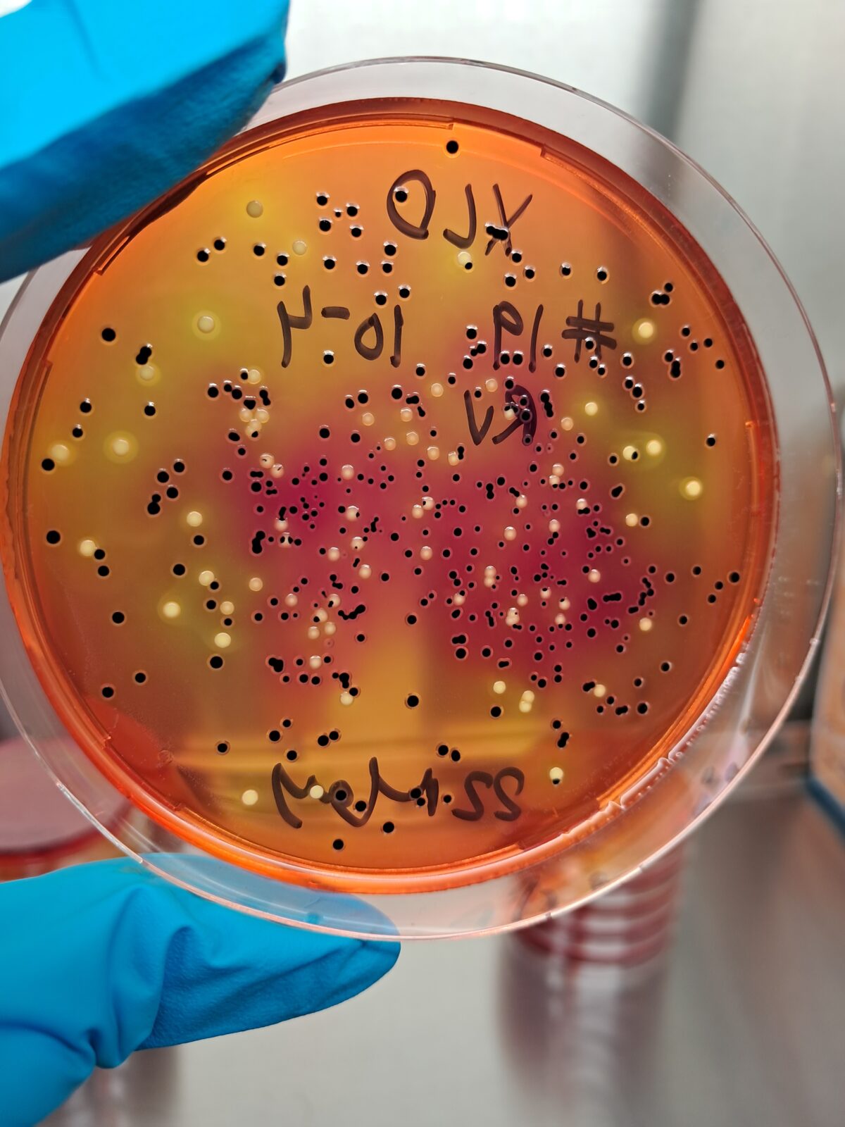 A photo of a gloved hand holding up a petri dish filled with orange substrate and dotted with yellow adn black.