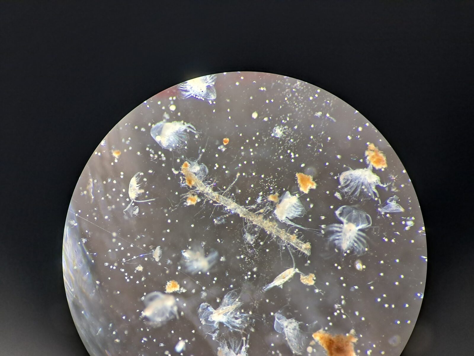 A photo looking through a microscope at small critters in water.