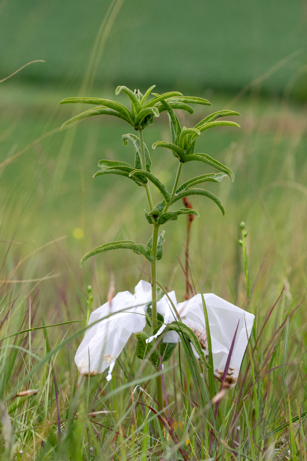 A photo of a plant with a bag around part of it in a field.